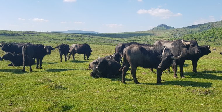 A bivalytartás megmaradt a kalotaszegi Méra szimbólumának