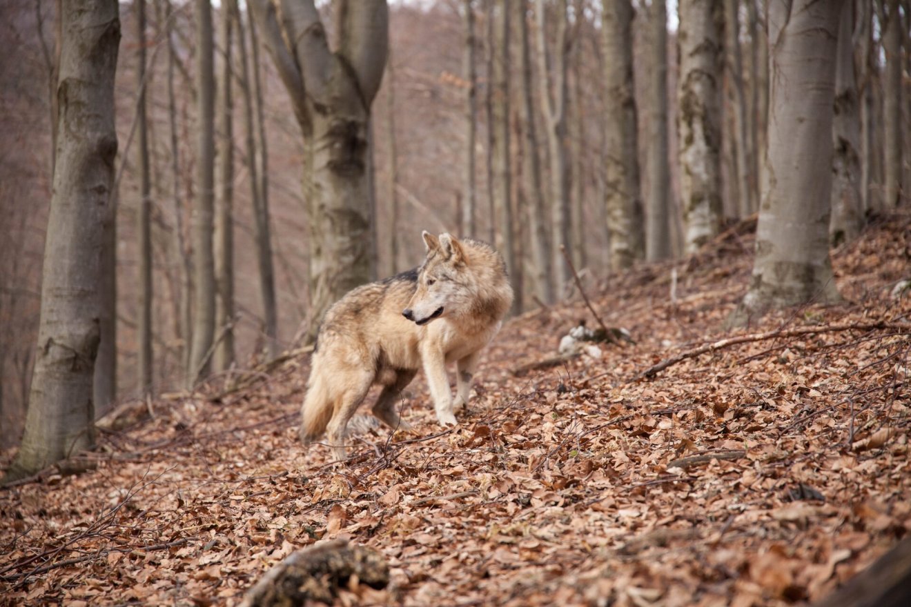 A farkas Magyarország területén is szigorúan védett állat (képünk illusztráció) •  Fotó: Bükki Nemzeti Park