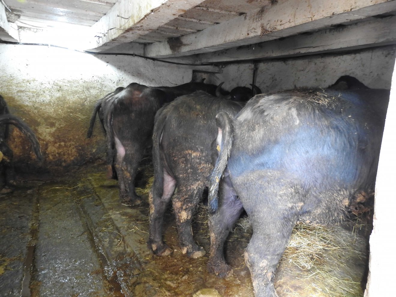 Kedvenc házi jószág. Mérai istállóban tartott bivalyok •  Fotó: Makkay József