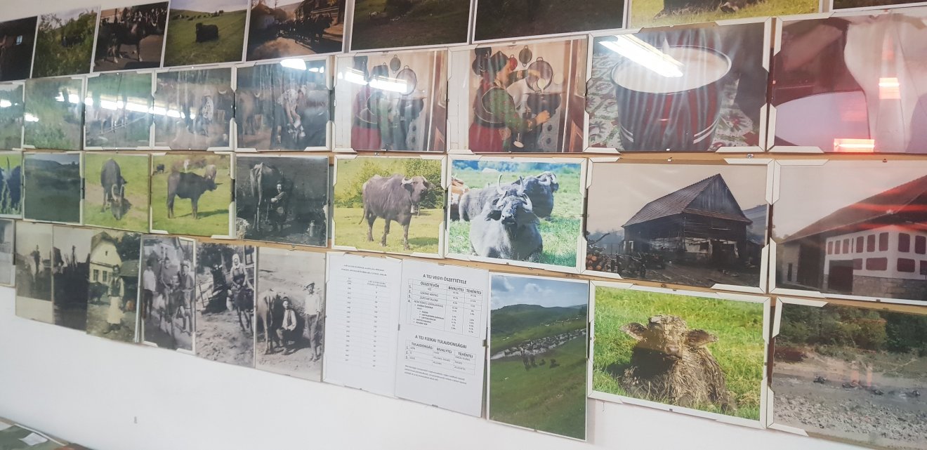 Képekben a múlt. A bivalytartás a negyvenes és ötvenes években élte virágkorát •  Fotó: Makkay József