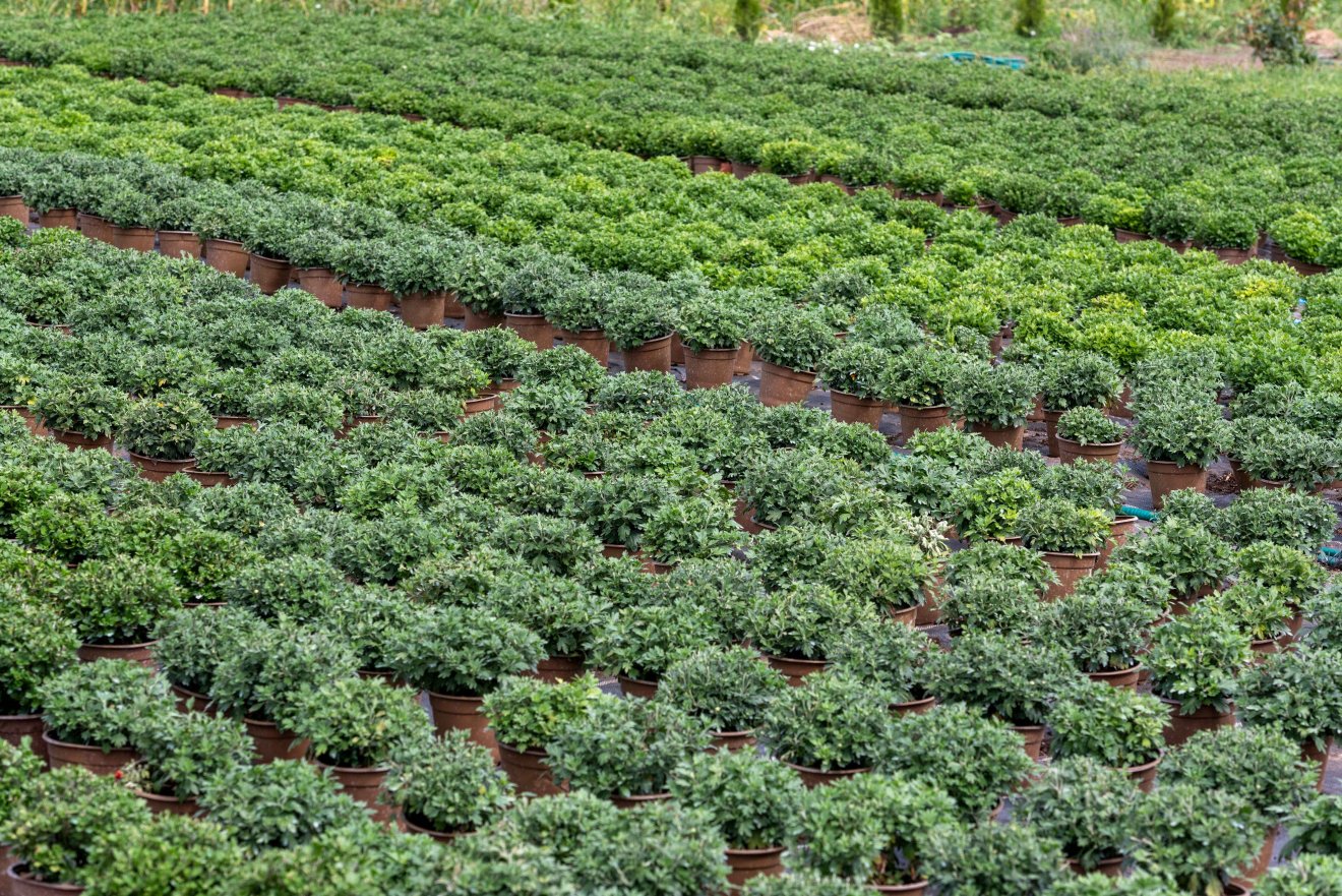 Készülődés a késő őszi szezonra. Kis- és nagycserepes krizantémra egyaránt nagy a kereslet •  Fotó: Kiss Gábor