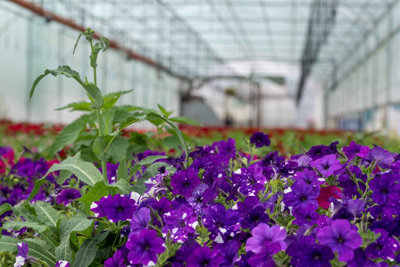 Udvarfalvi virágözön. A viszonteladók helyből szállítják el a kelendő árut •  Fotó: Kiss Gábor