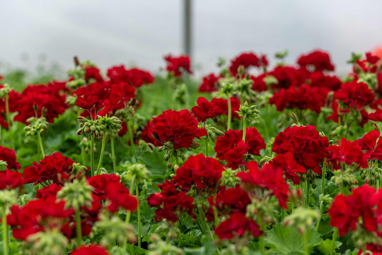 A cserepes virágokra van a legnagyobb kereslet •  Fotó: Kiss Gábor