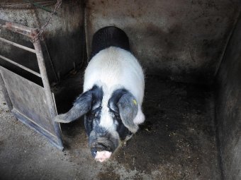 Nem korlátozhatják a háztáji sertéstartást a miniszter szerint, öt éven belül önellátóvá válna disznóhúsból az ország