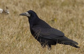 A vetési varjak is nagy károkat okoznak a gazdáknak