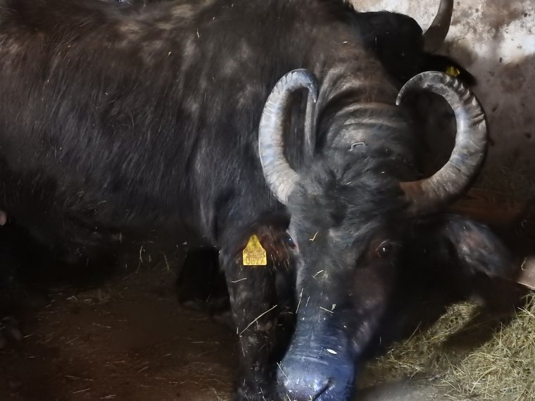 Mérában kitartanak a ,,szeszélyes” bivalyok mellett