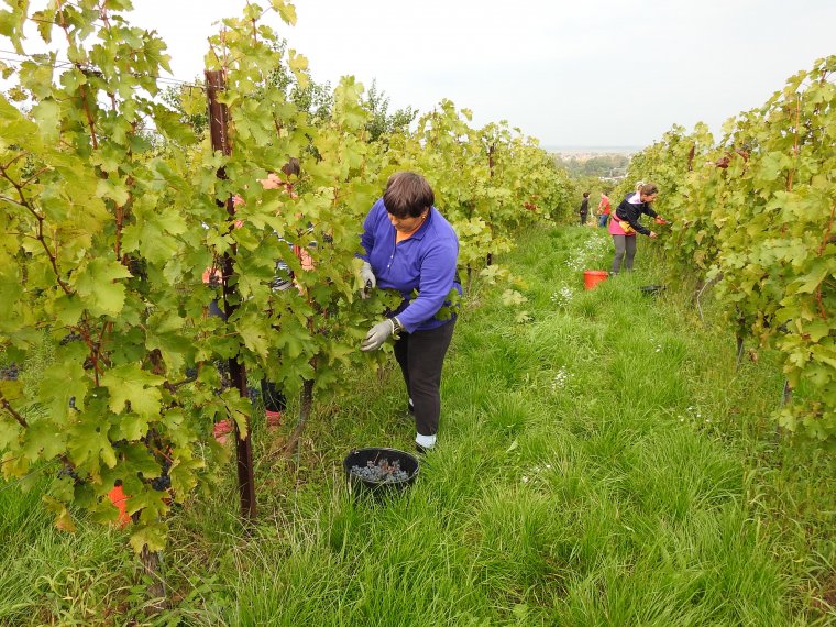 Szüret Szent Mihály napjától Simon Júdásig: érmelléki néphagyományok, adomák a hegy levéről