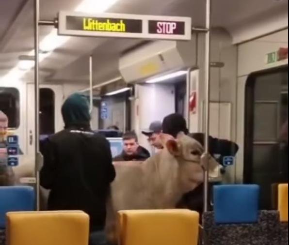 Tehén és gazda együtt utazott egy svájci személyvonaton