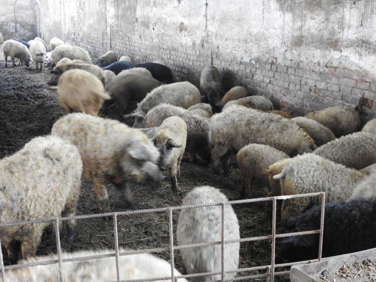 A néhány kocás sertésfarmok terjedtek el Erdélyben •  Fotó: Makkay József