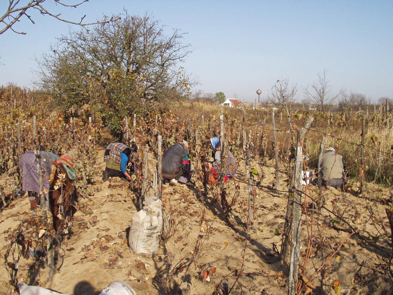 A szüretet Simon Júdás napjáig, azaz október 28-ig illett befejezni •  Fotó: Sütő Éva