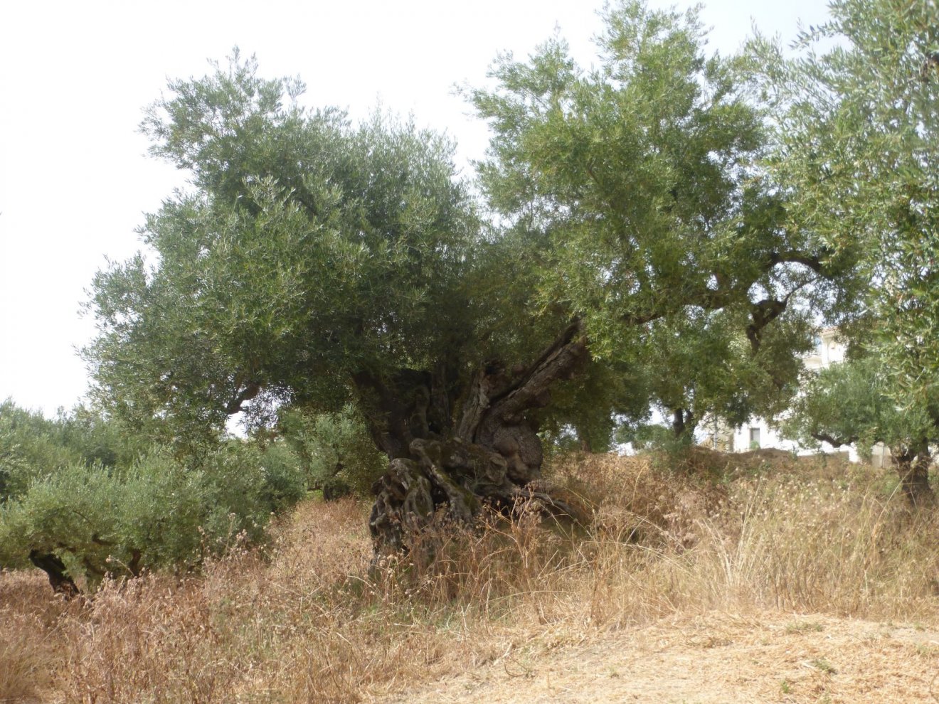 Egy öreg olajfa a szigeteken •  Fotó: Csermák Judit