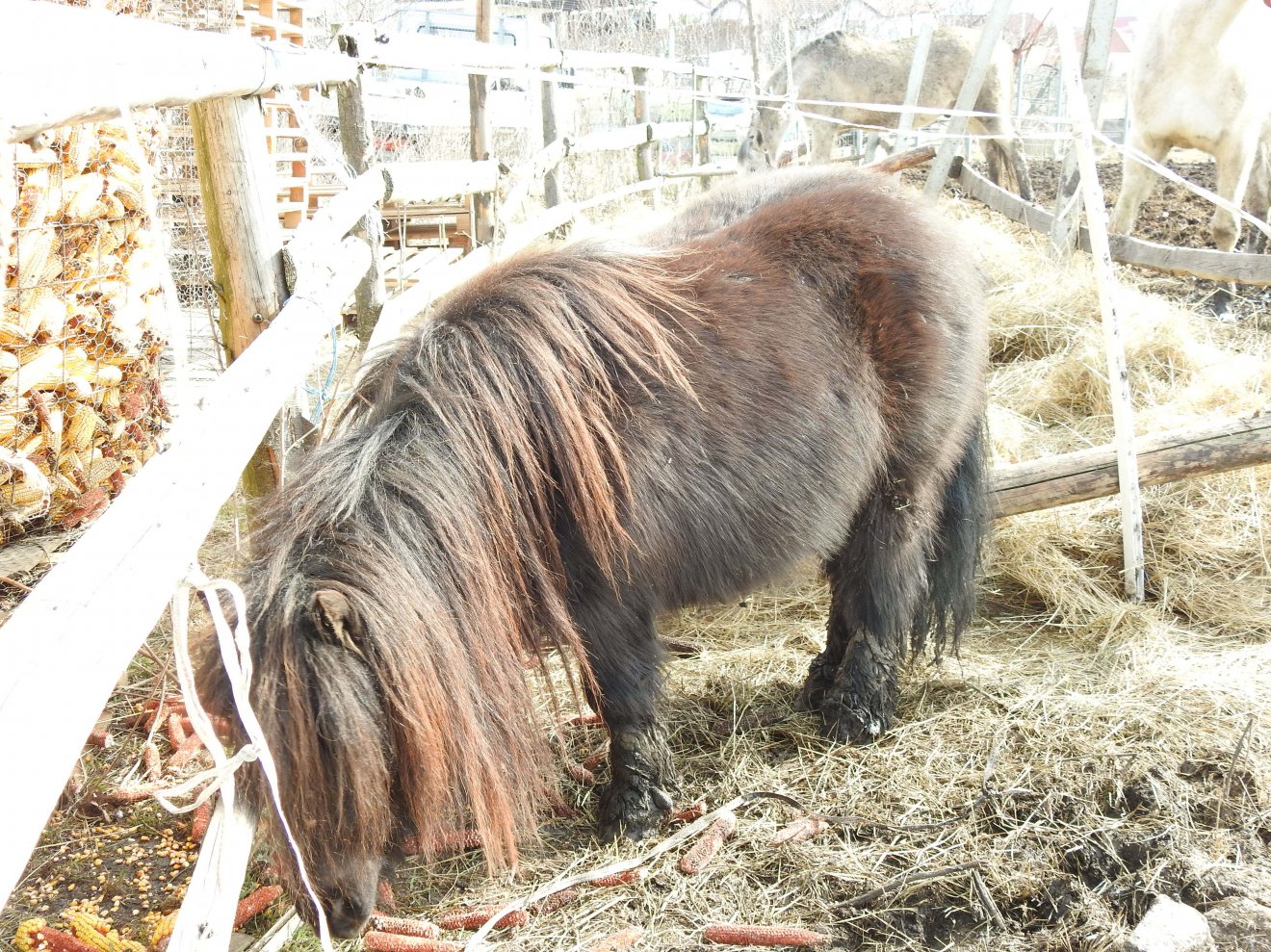 A legkisebbek kedvence, a póniló •  Fotó: Makkay József