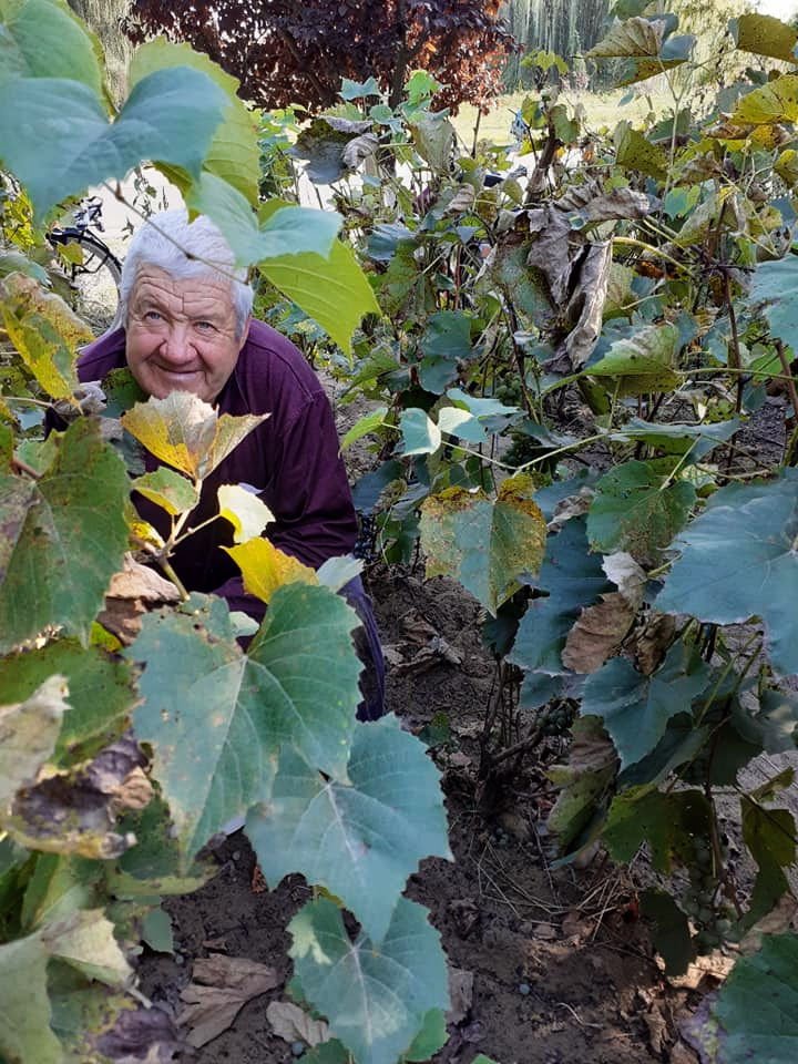 Ifjabb Kerepesi István emlékezik édesapjára, aki szinte együtt lélegzett a szőlősdombbal •  Fotó: Sütő Éva