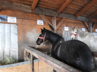 A magyar lovasnemzet volt, erre alapoznak az erdélyi lovardák