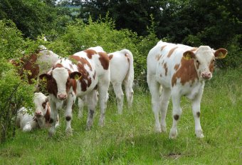 Március 23-áig kérvényezhetik az állami támogatást a szarvasmarha-tenyésztők