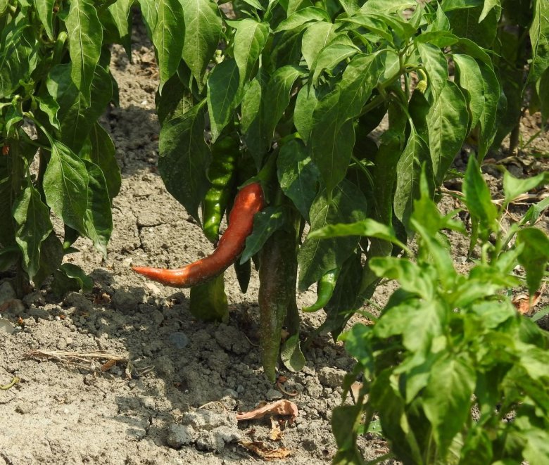 Pirosodó fűszerpaprika. A legtöbb székelykocsárdi portán termesztik •  Fotó: Makkay József