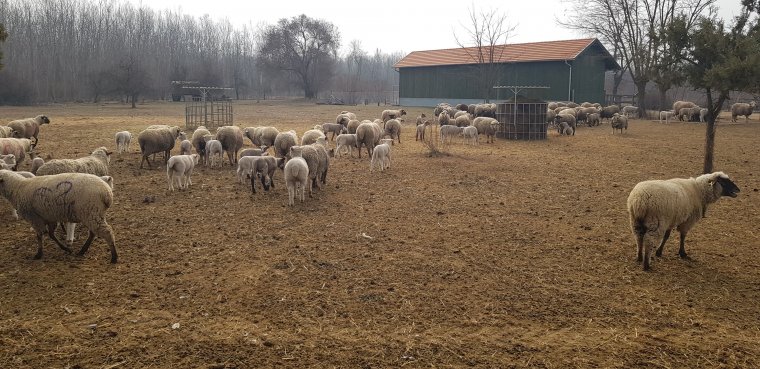 Megállították a juhpestis terjedését, az állategészségügyi hatóság 17 gócpontot számolt fel