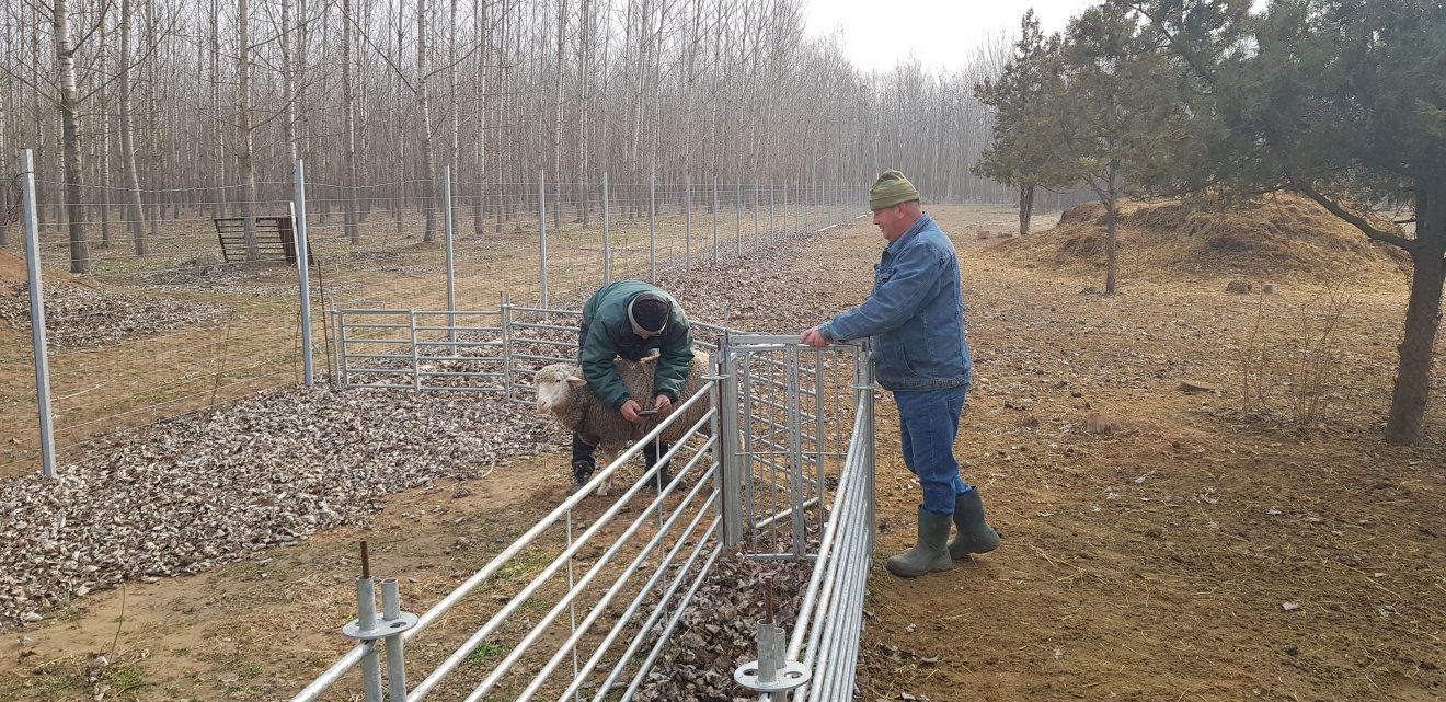 A gazda a fülszámot ellenőrzi Szeibert Károly juhász (jobbra) segítségével •  Fotó: Makkay József