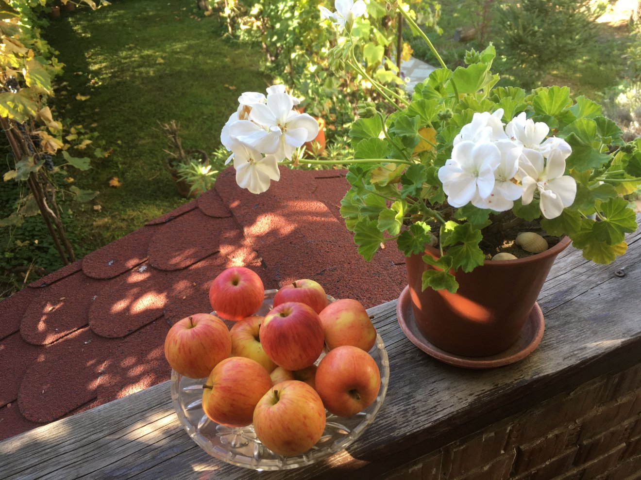 Régi almafajtánk, az arany pármen • Fotó: Budaházi-Csókási Attila