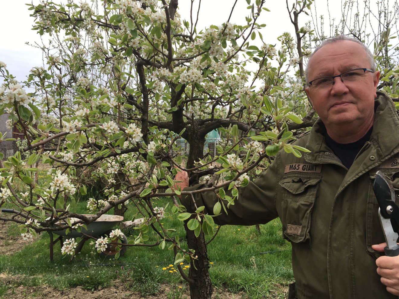  A szező gyümölcsfái között a kőszegremetei hegyen 