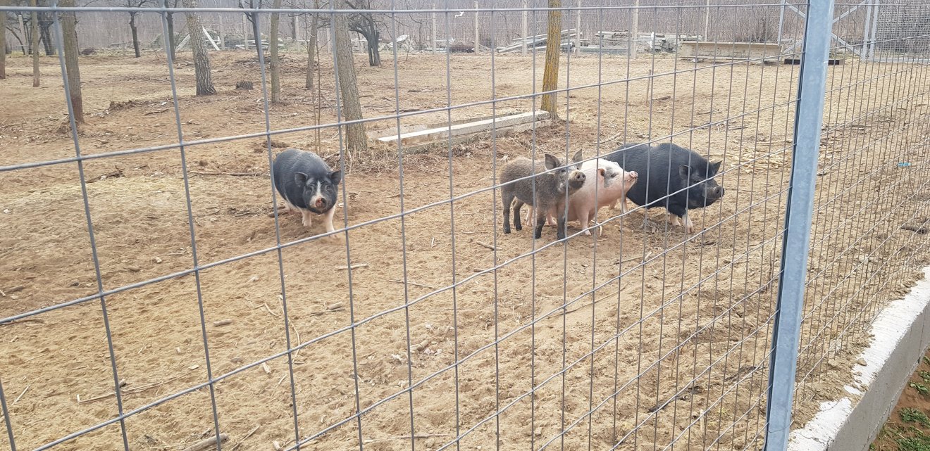 A vegyes disznóállományban vadmalac is született. Néha vadkan is ellátogat a háztáji kocákhoz •  Fotó: Makkay József