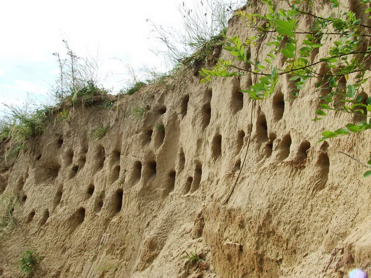 Partifecske „lakosztályok” Szalacs határában •  Fotó: Sütő Éva