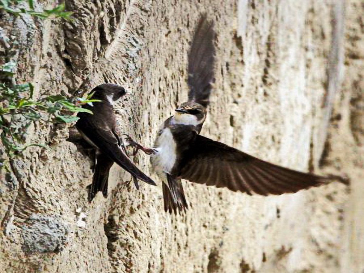 Dolgos fecskepár készíti a költőhelyet •  Fotó: Sütő Éva