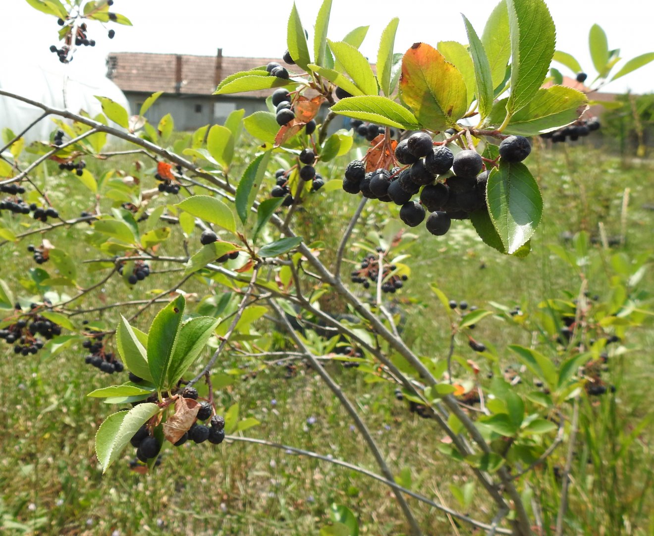 Kónya Tibor legújabb ültetvénye, a fekete berkenye. A daganatos betegségek megelőzésére ajánlott bogyós gyümölcsre nagy a kereslet •  Fotó: Makkay József