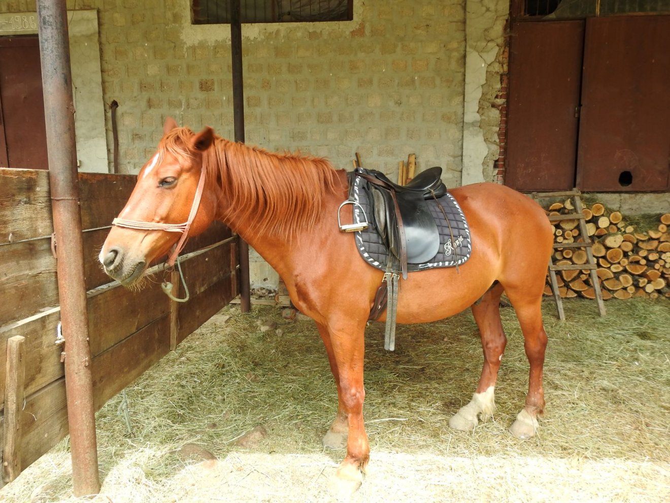 Felnyergelve. A hátasló türelmesen várja lovasát •  Fotó: Makkay József
