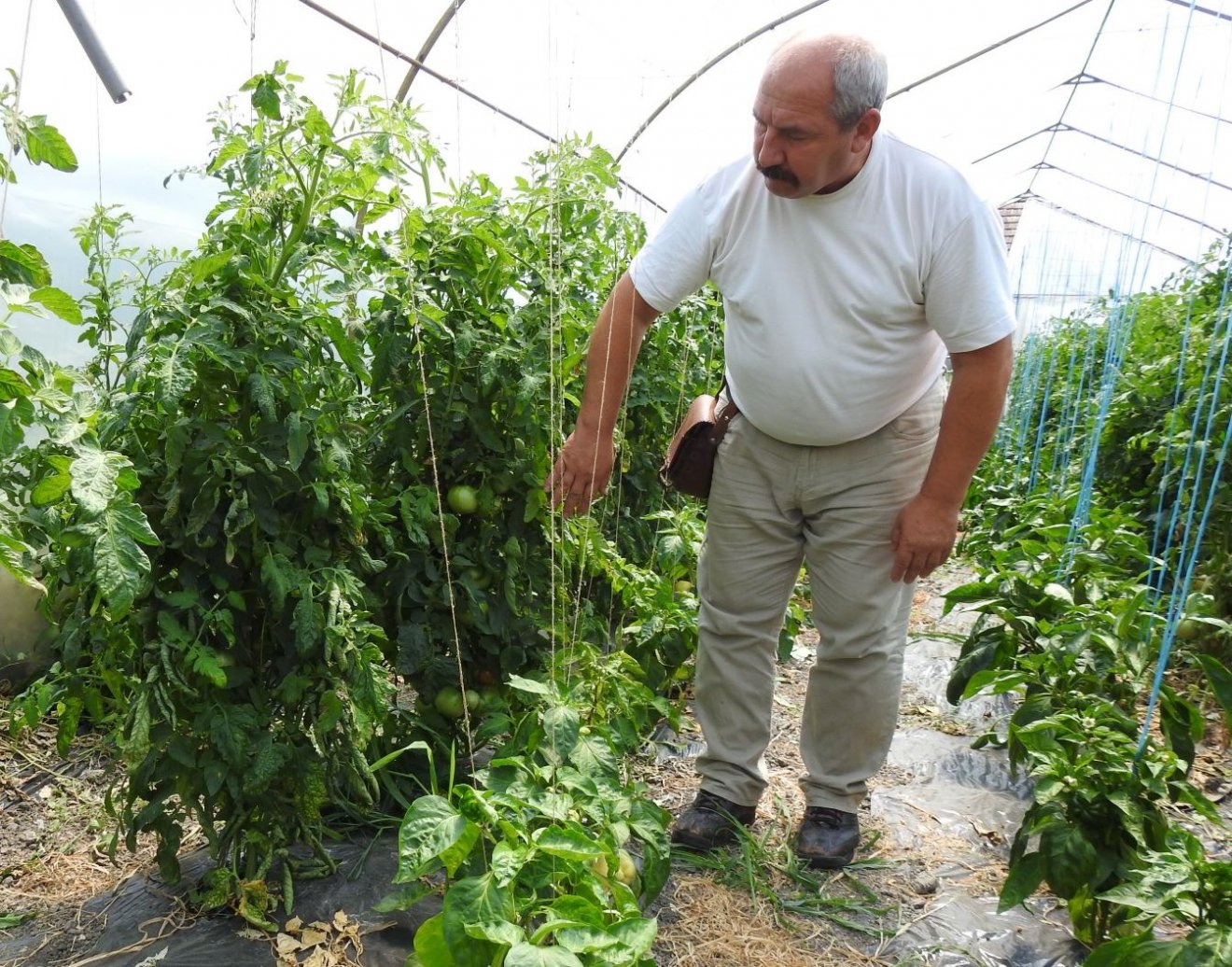 A Kónya család fóliaháza. Saját szükségletükre megtermelnek minden zöldséget •  Fotó: Makkay József
