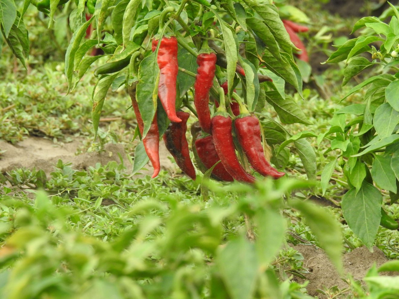 Szabad földön. Az öntözöttfűszerpaprika-parcellán idén isjó a hozam •  Fotó: Makkay József