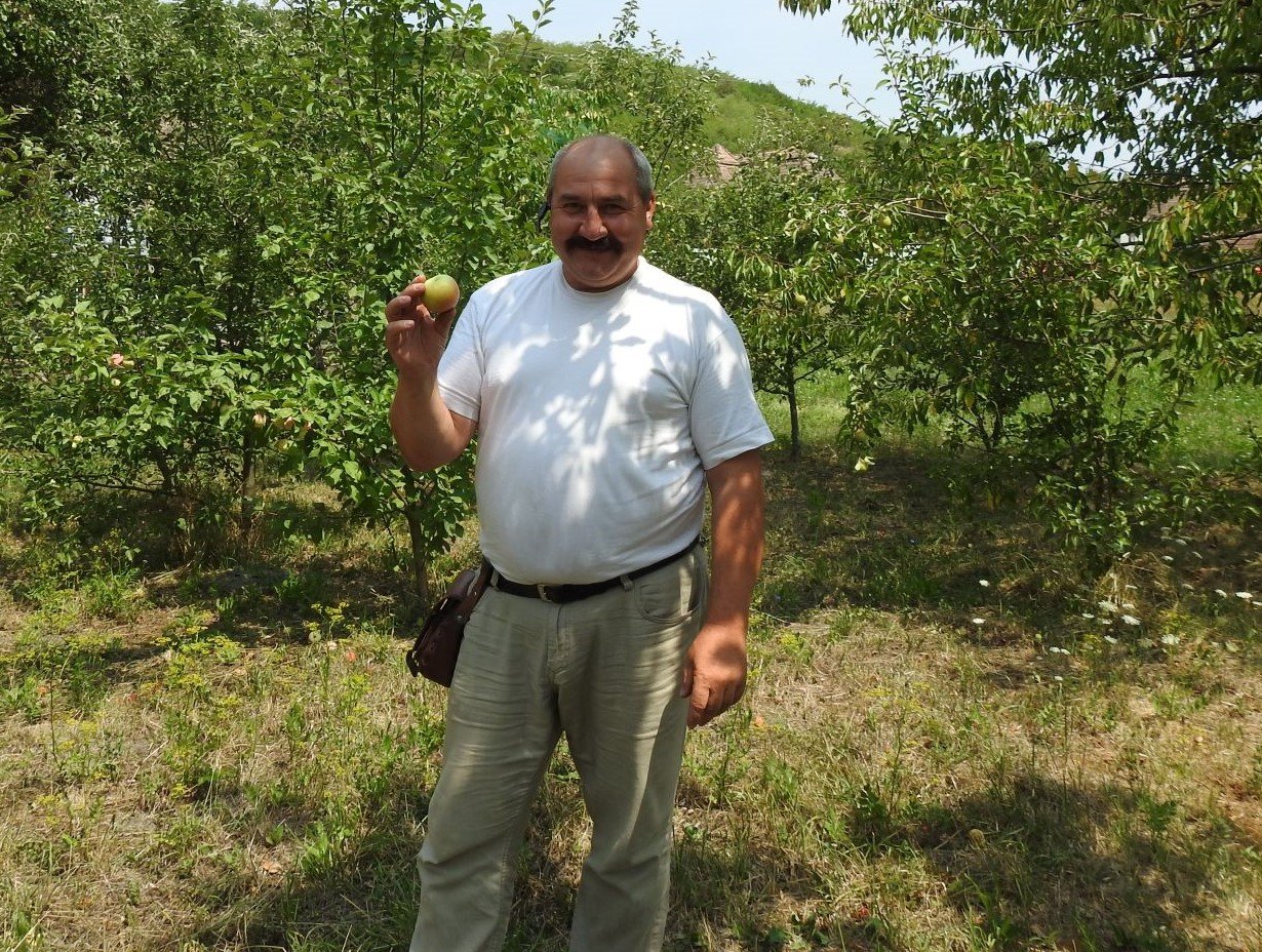 Kónya Tibor lelkipásztor hagyományos erdélyi almafajtákat is termeszt •  Fotó: Makkay József