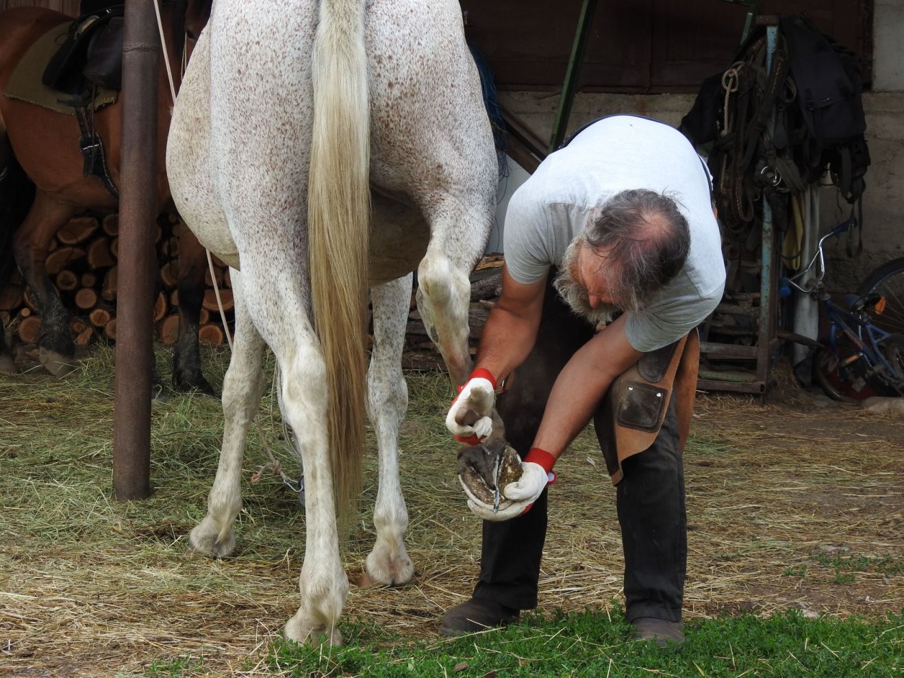 Körömápolás. A patkolást kovács végzi, a köröm rendszeres ellenőrzése a gazda feladata •  Fotó: Makkay József