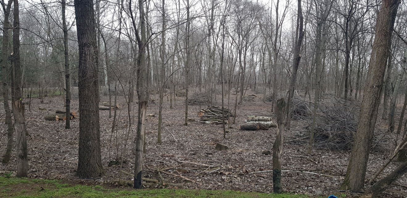 Erdőkitermelés a lakiteleki tanyán •  Fotó: Makkay József