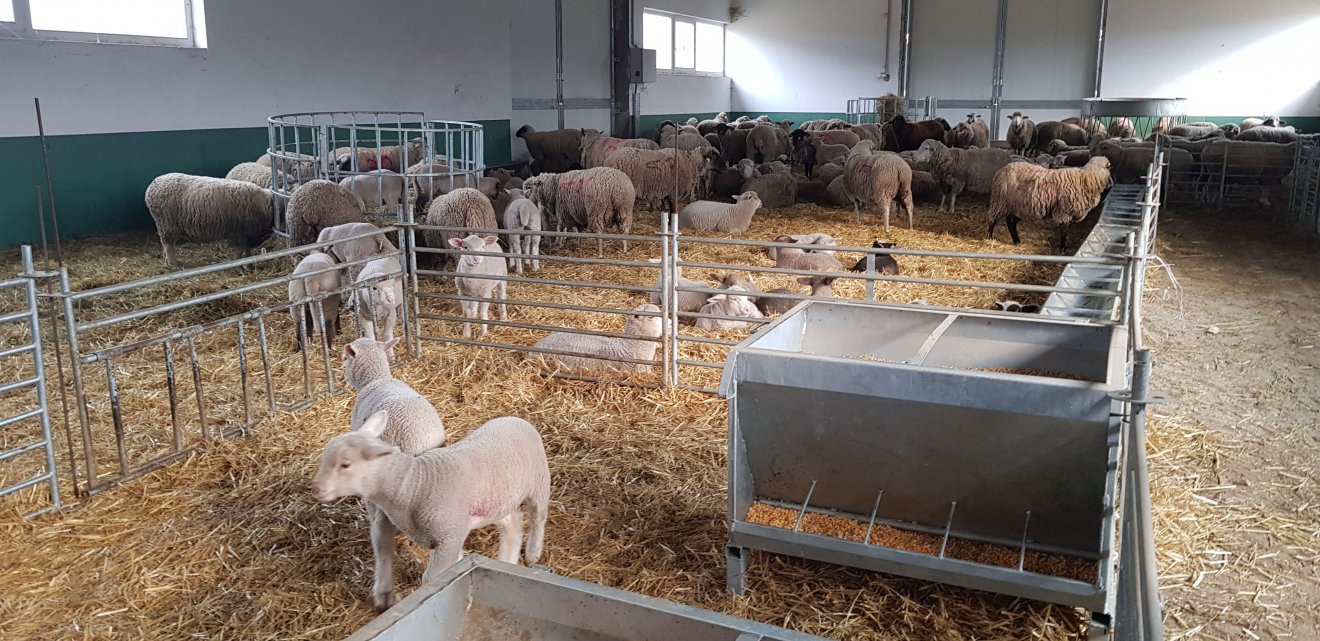 Modern juhistálló. A bőséges eleség jó bárányszezont ígér •  Fotó: Makkay József