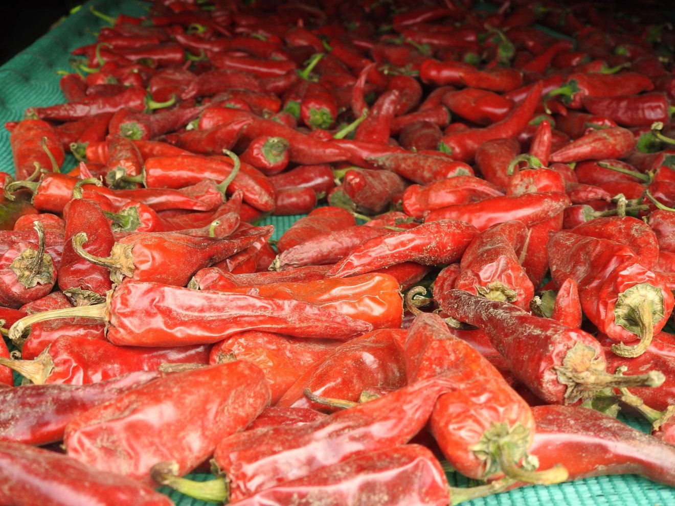 Javában tart a fűszerpaprika szedése. A friss termést szellős helyen szárítják •  Fotó: Makkay József