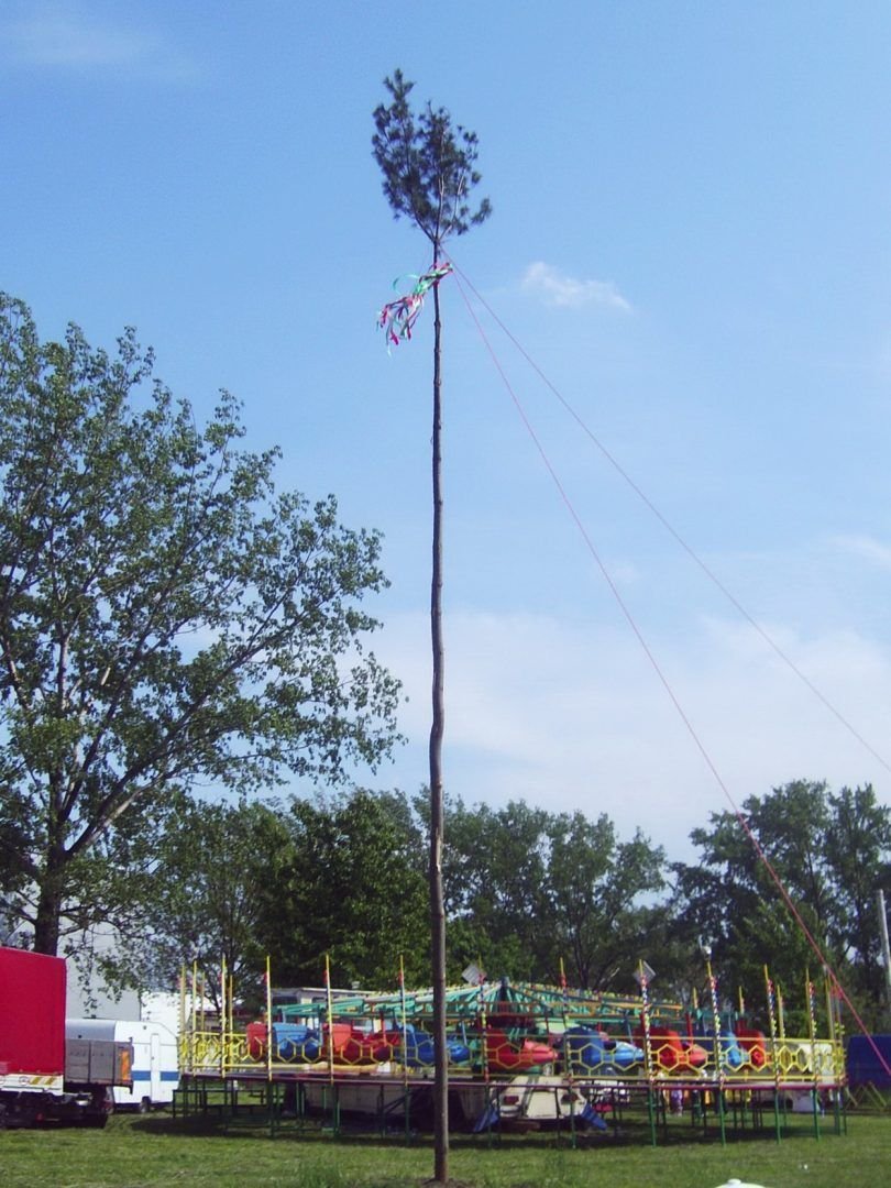 Májusfa Székelyhídon. Az érmelléki településeken is őrzik a több évszáézados szokást •  Fotó: Sütő Éva