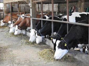 Petre Daea védelmébe vette a teheneket: a légszennyezésért az autók felelősek, nem az állatok