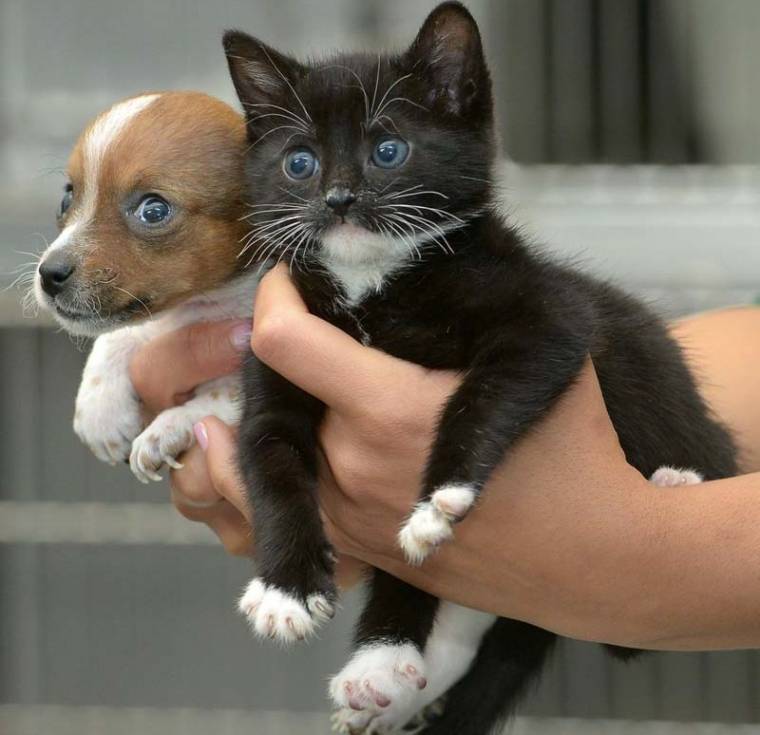 Talált kisállatok: örömök és feladatok