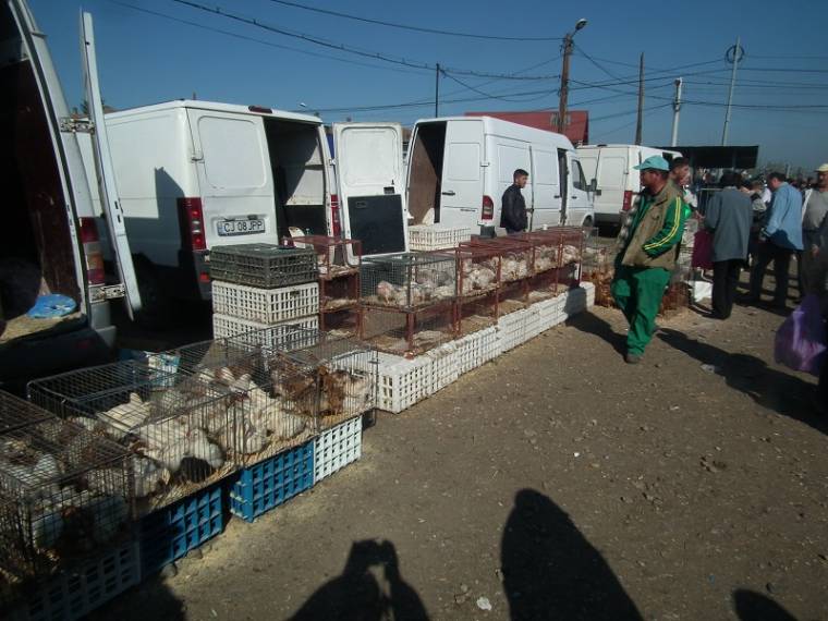 Szent György-napi állatmustra