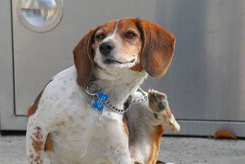 Vakarózó állat: a bolhák birodalma