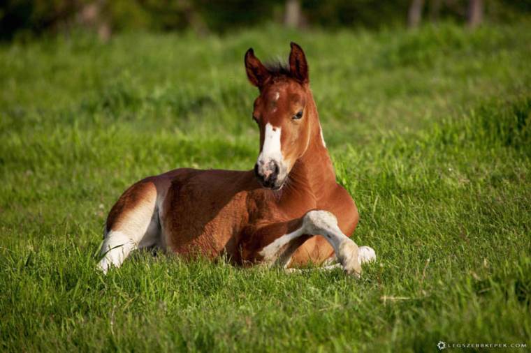 Az első műtét izgalmai