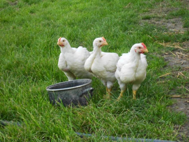 A megelőzhető baromfipestis