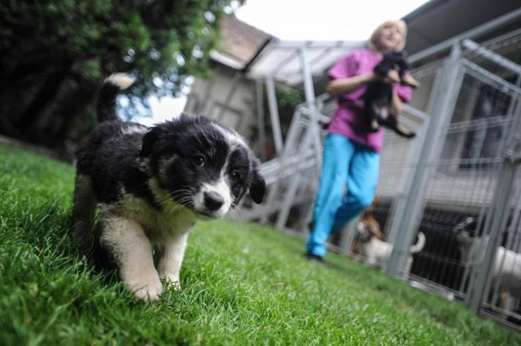 Keverék ebek kutyavilága