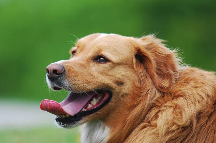 Elég-e a kutyaharapást szőrével kezelni?