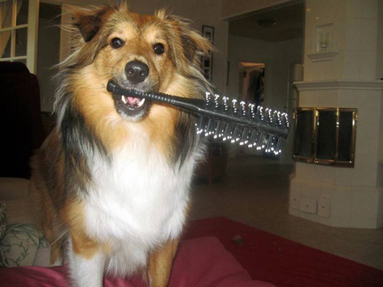 Házi kedvencek a fürdőkádban?