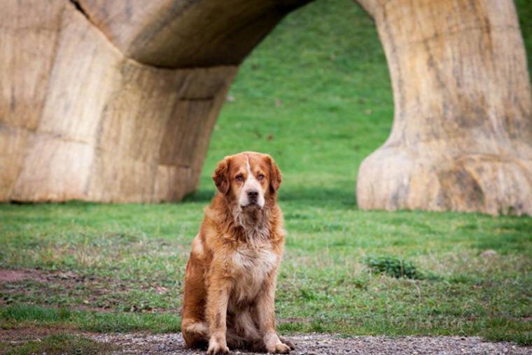 Nem szokványos kutyakiállítás Magyarfenesen