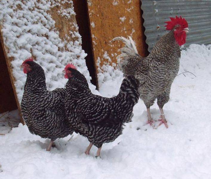 Tyúkom-búkom, jaj, de szép!