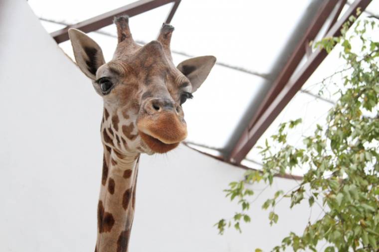 Sprint az oroszlánkölykökkel