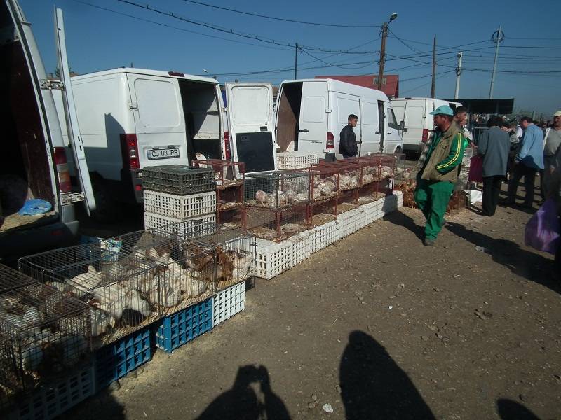 • Fotó: Makkay József